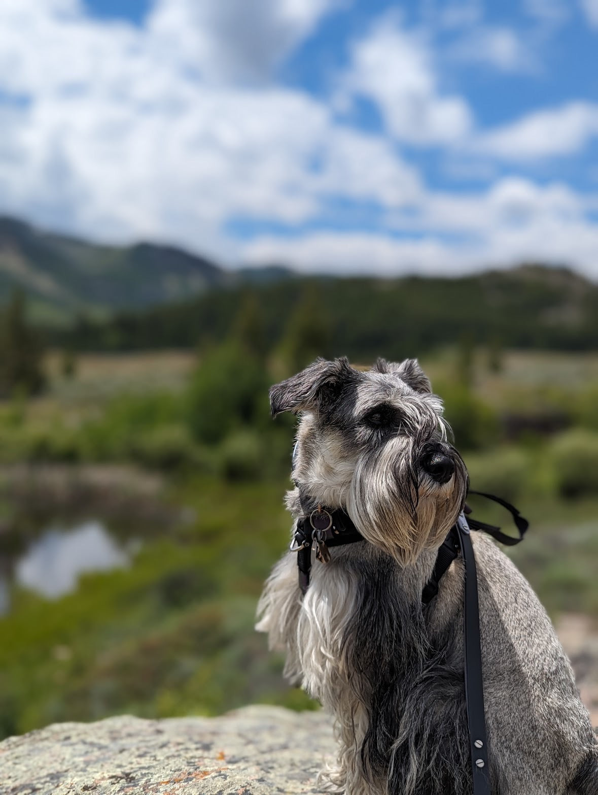 Handmade Dog Leather Carving Brooch | Hand-made Pup Memorial| Personalized Pet Sculpture Portrait | Customized Dog Memory